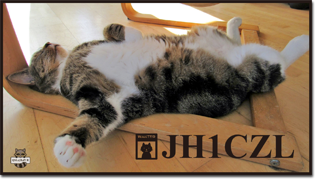 QSL@JR4PUR #467 -Sleeping Cat