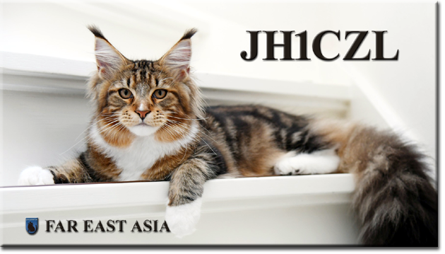 QSL@JR4PUR #522 - Maine Coon