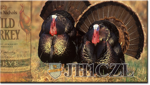 QSL@JR4PUR #535 - Wild Turkeys