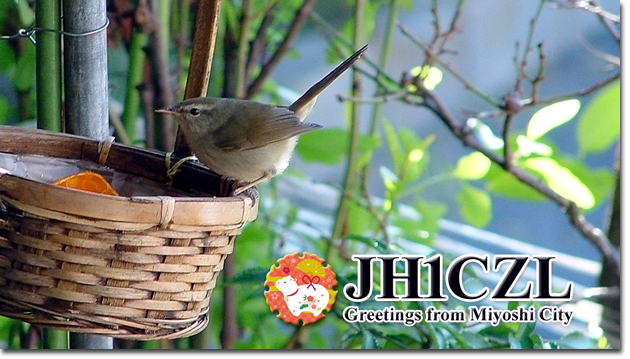 QSL@JR4PUR #675 - Japanese Bush Warbler